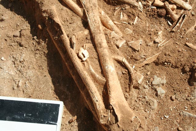 Ivory bracelet in situ in Al-Widay I, Tomb U-n (2008.118; photo #338).